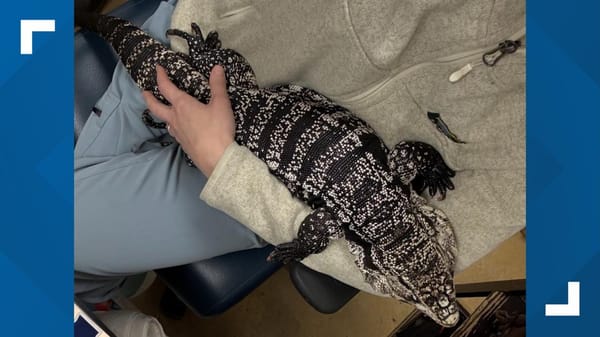 “Lizard in a Blizzard”: Rhode Island Man Rescues Exotic Pet From 20 Inches of Snow